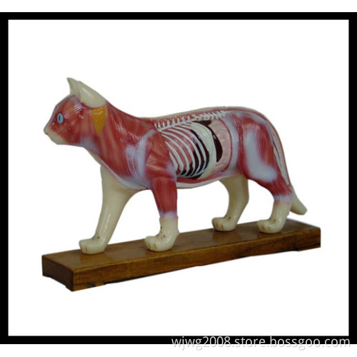 High Quality Acupuncture Animal Model-Cat (M-6-Cat)